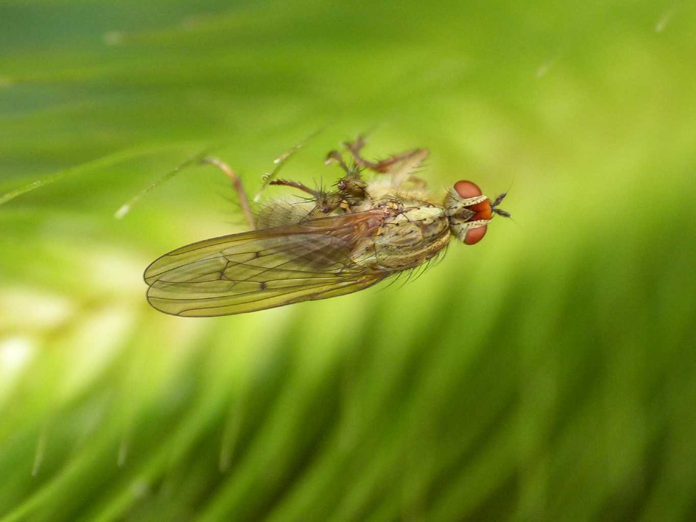 Scatophaga stercoraria (maschi e femmine?)